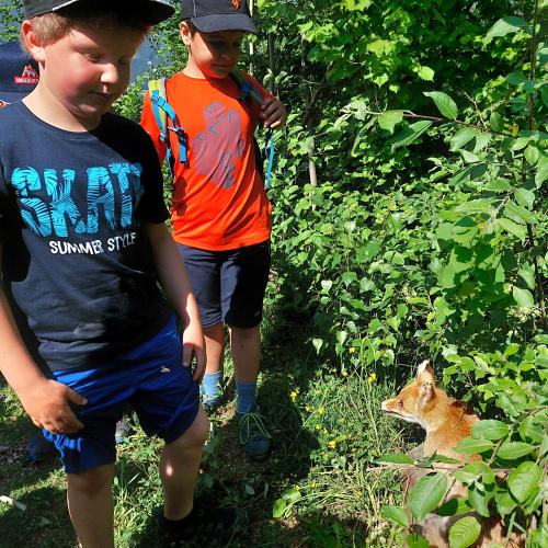 Der Wald und seine Bewohner