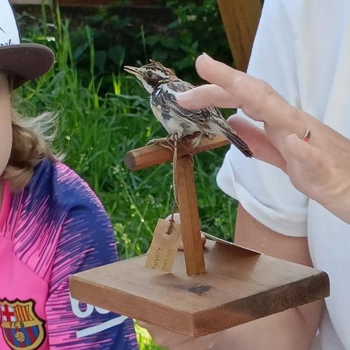 Exkursion Wiesenvögel 