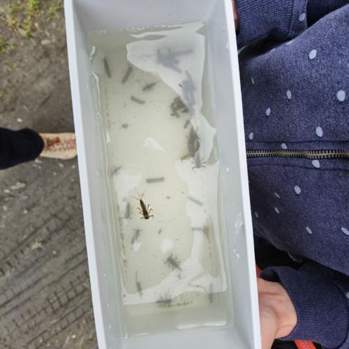 Kinder mit Fliegenlarven