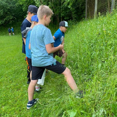 Kinder suchen Kräuter auf einer Wiese.