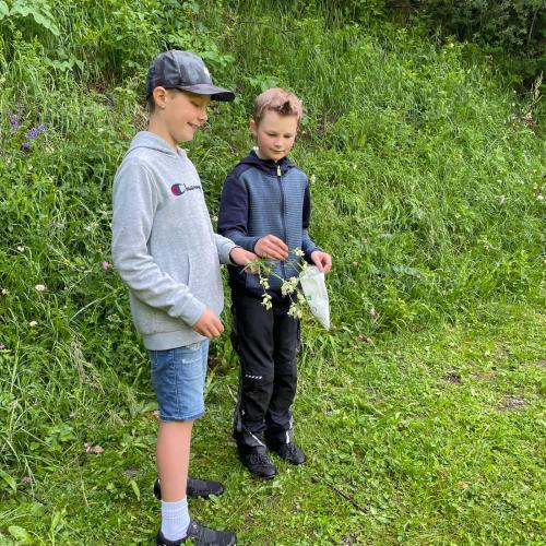 Kinder suchen Kräuter auf einer Wiese.
