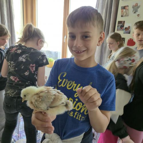 Die Kinder der 3a-Klasse besuchten ihre Schulkollegin Elsa mit ihren Küken.