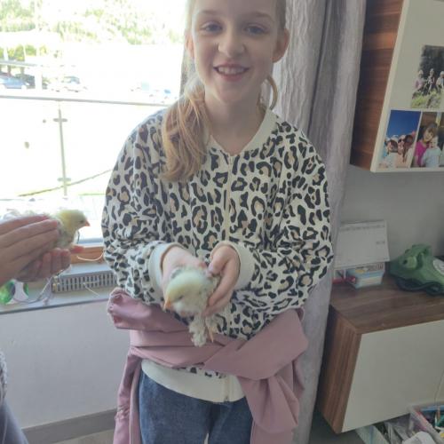 Die Kinder der 3a-Klasse besuchten ihre Schulkollegin Elsa mit ihren Küken.