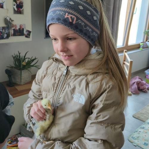 Die Kinder der 3a-Klasse besuchten ihre Schulkollegin Elsa mit ihren Küken.