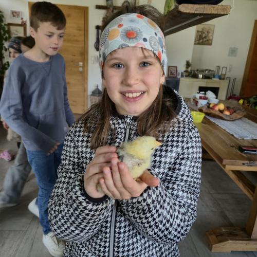 Die Kinder der 3a-Klasse besuchten ihre Schulkollegin Elsa mit ihren Küken.