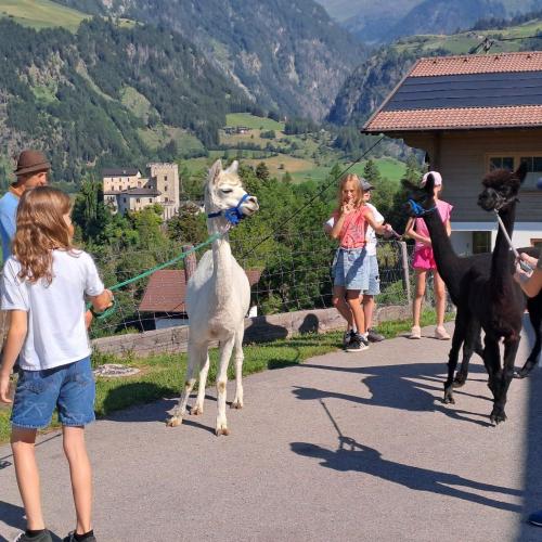 Die Kinder wandern mit den Alpakas.