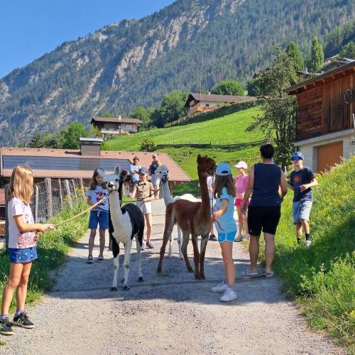 Die Kinder wandern mit den Alpakas.