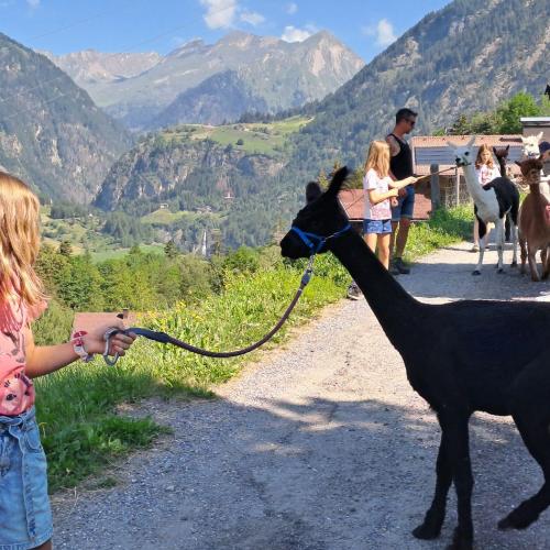 Die Kinder wandern mit den Alpakas.