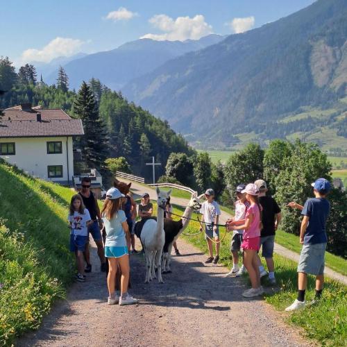 Die Kinder wandern mit den Alpakas.