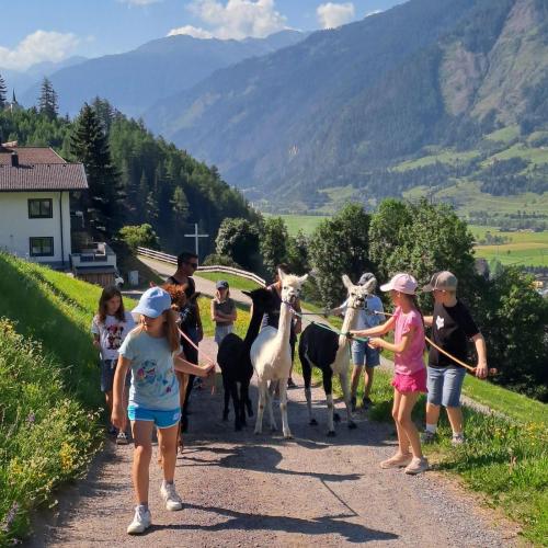 Die Kinder wandern mit den Alpakas.