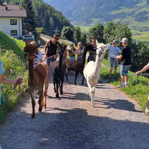 Die Kinder wandern mit den Alpakas.
