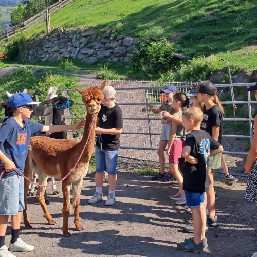 Die Kinder wandern mit den Alpakas.