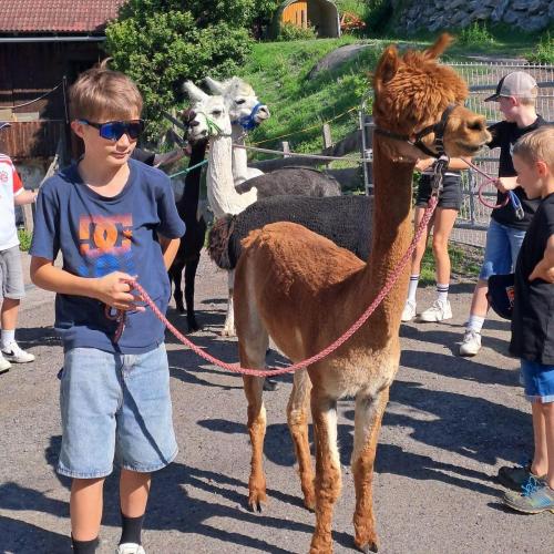 Die Kinder werden von den Alpakas begleitet.