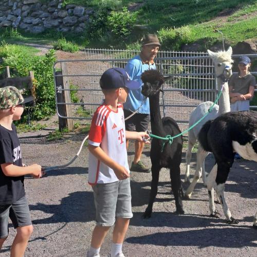 Die Kinder führen die Alpakas an der Leine.